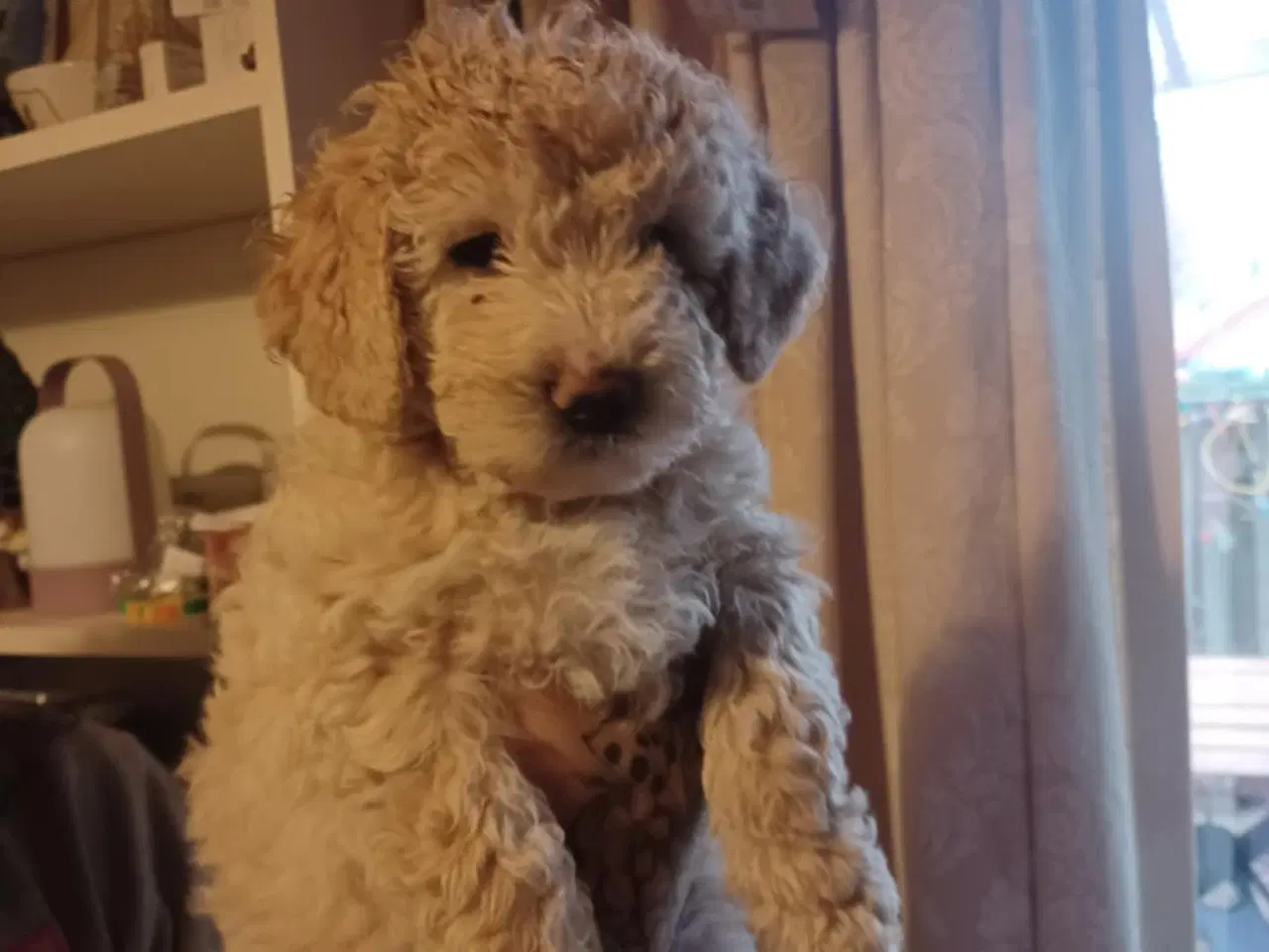 Billede 5 - Labradoodle hvalpe