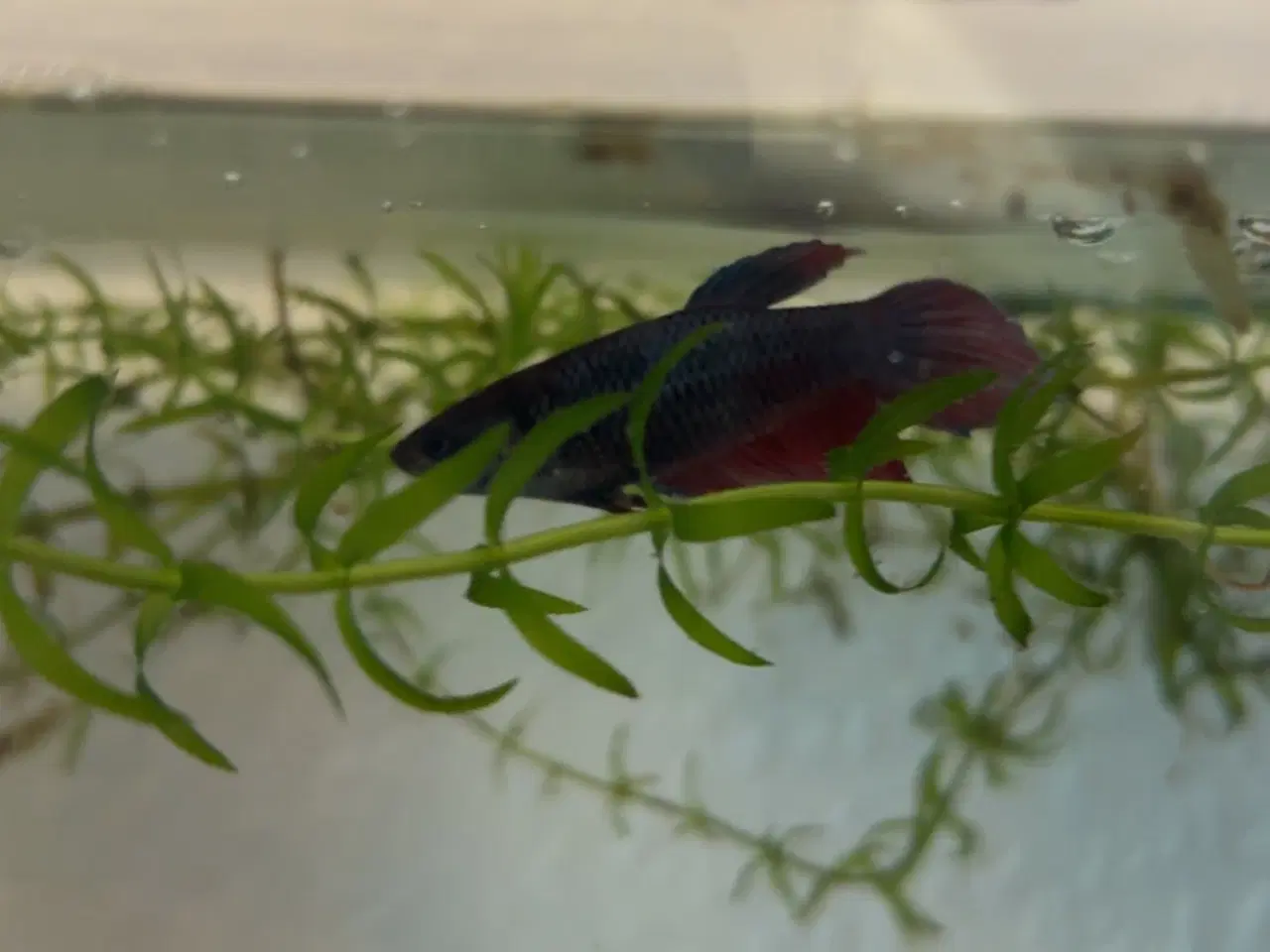 Billede 4 - Kampfisk hunner
