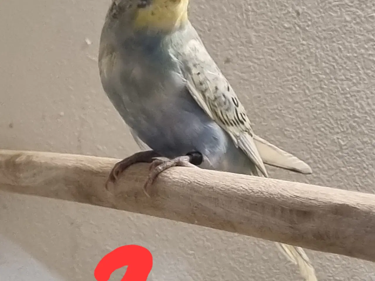 Billede 7 - Undulat unger