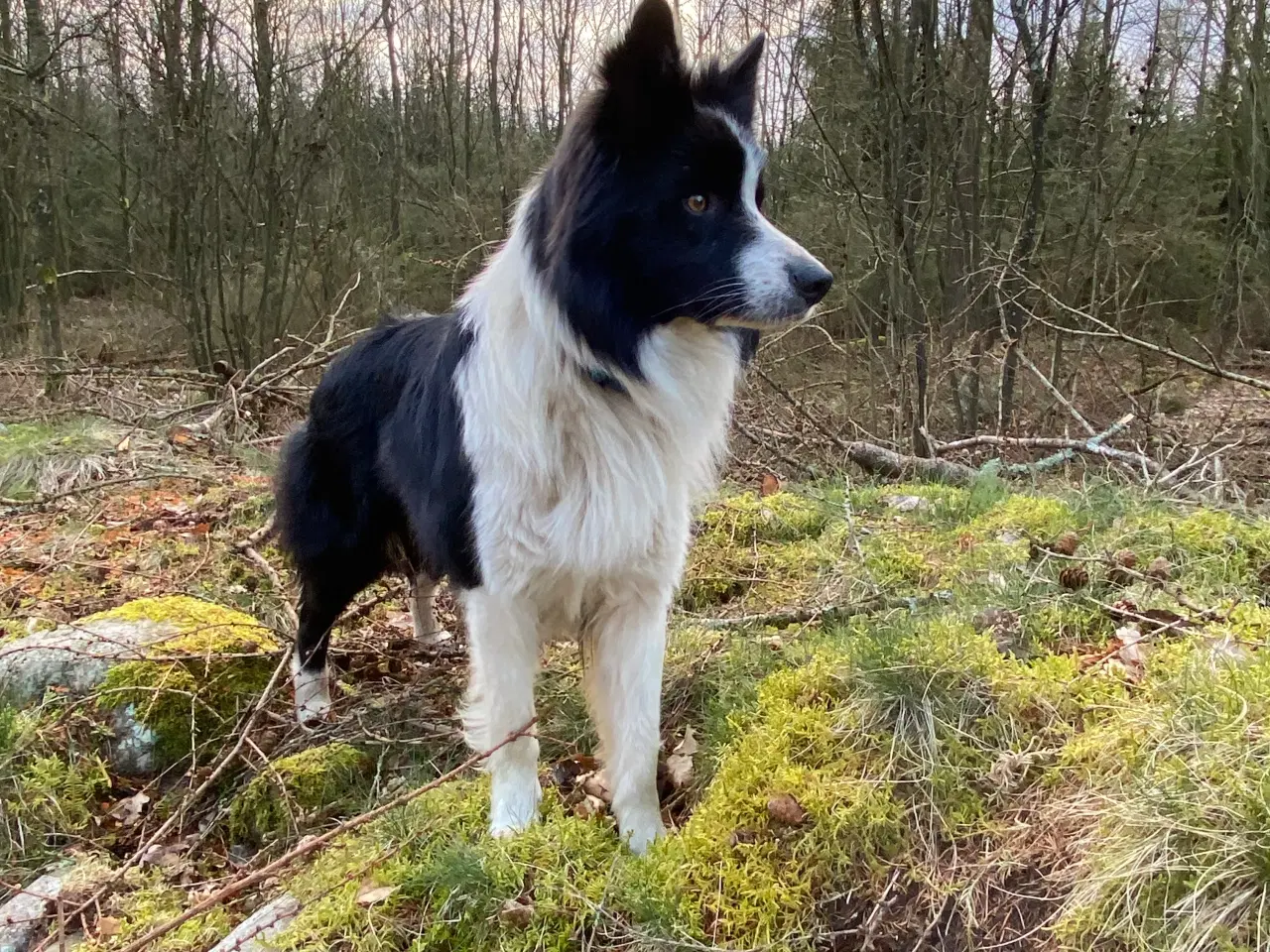 Billede 6 - border collie dreng