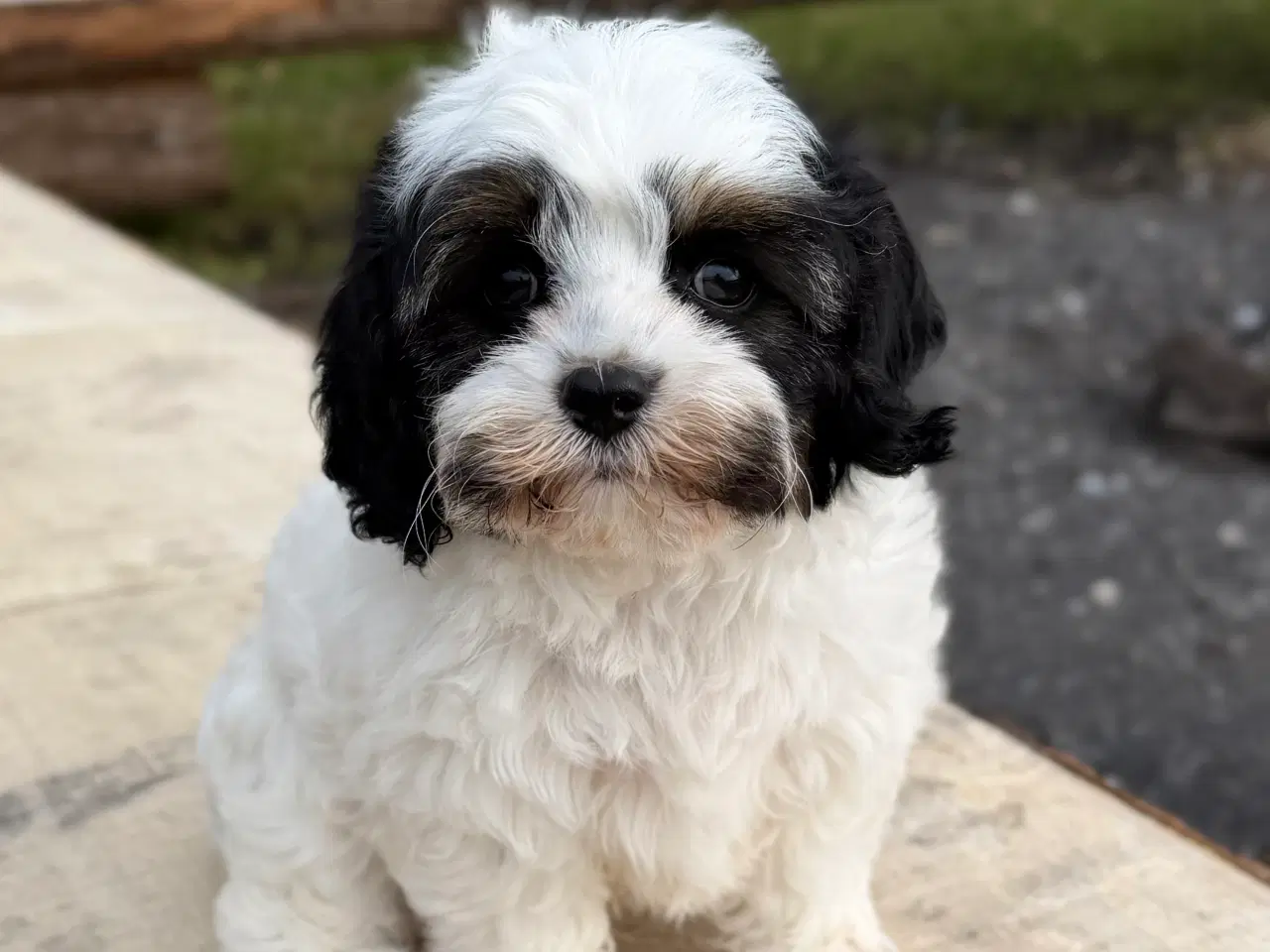 Billede 1 - Doodle Dreng