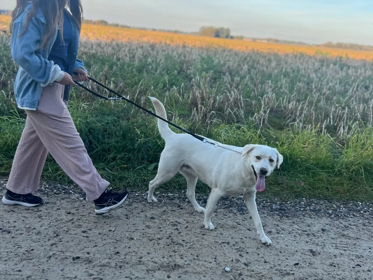 Billede 5 - Labrador blandning 