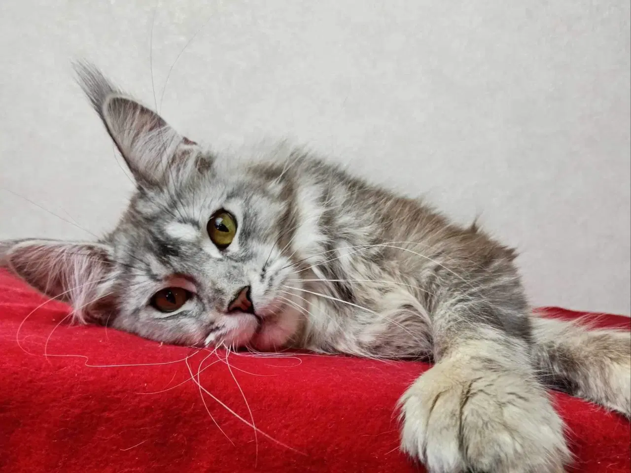 Billede 4 - Maine coon 