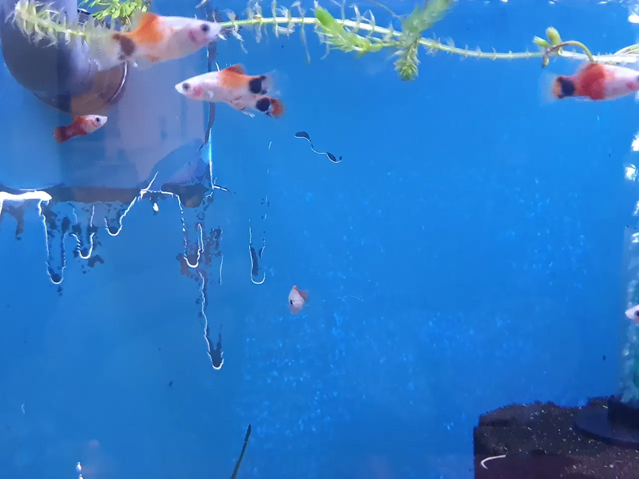 Billede 15 - đ Platy akvariefisk sĂŚlges â flotte farver og sun