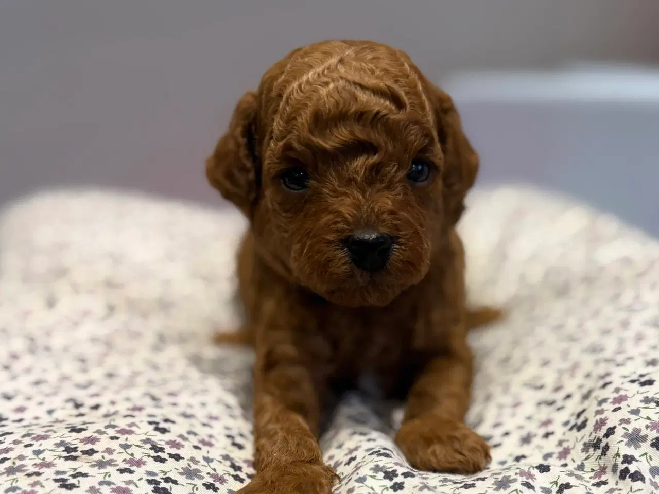 Billede 5 - Maltipoo