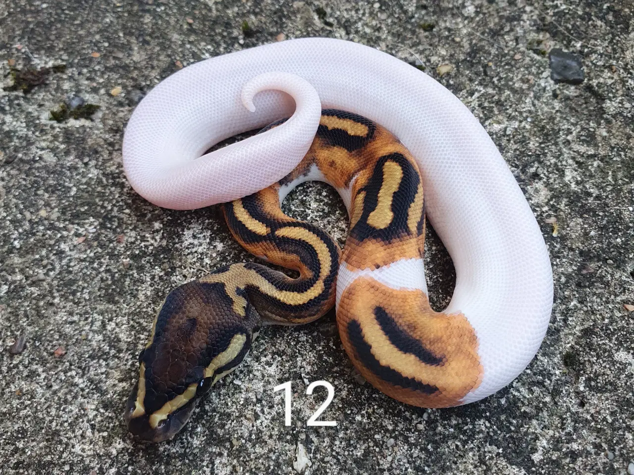 Billede 7 - Pied kongepythons. Opdateret.