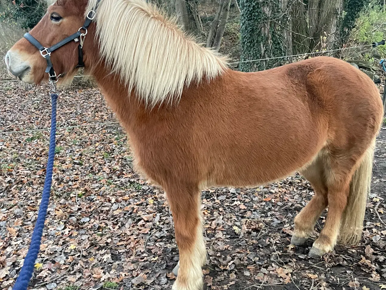 Billede 5 - Skøn lille islænder 