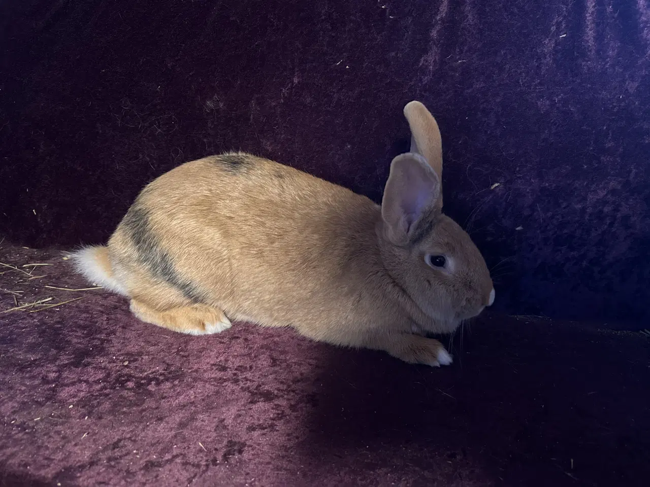 Billede 2 - Kaniner