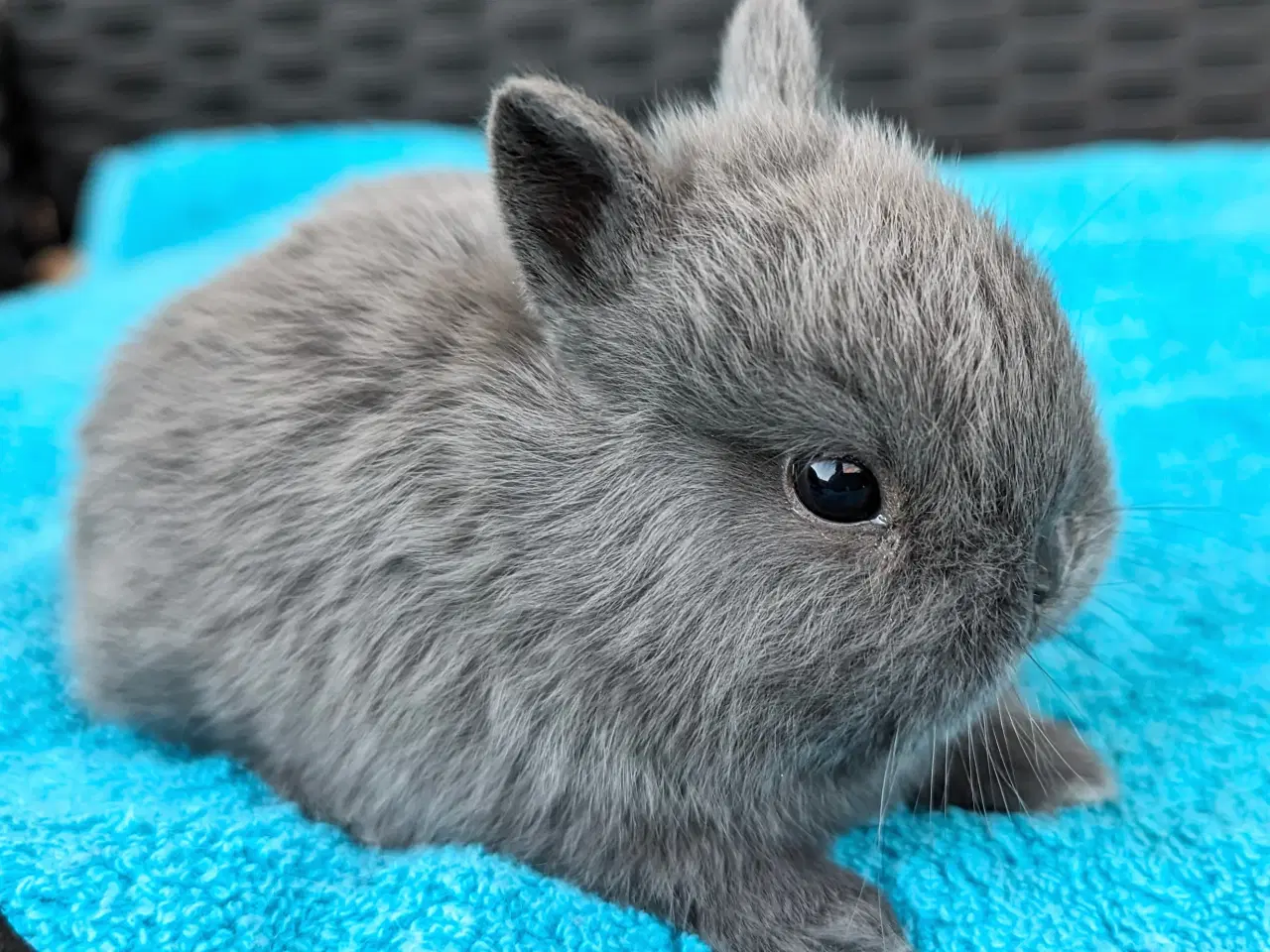 Billede 1 - Hermelin kaninunge sælges