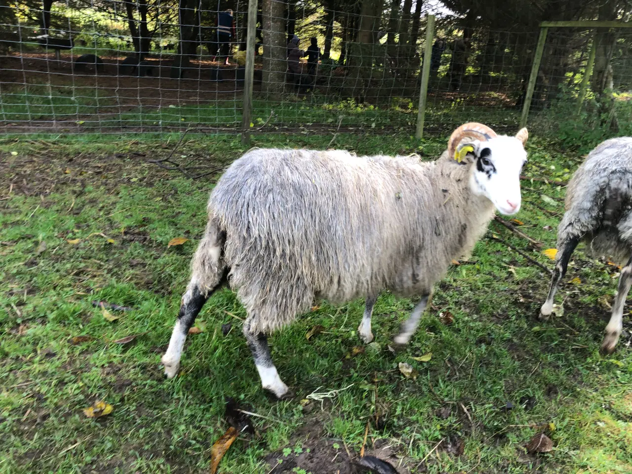 Billede 9 - Gute får