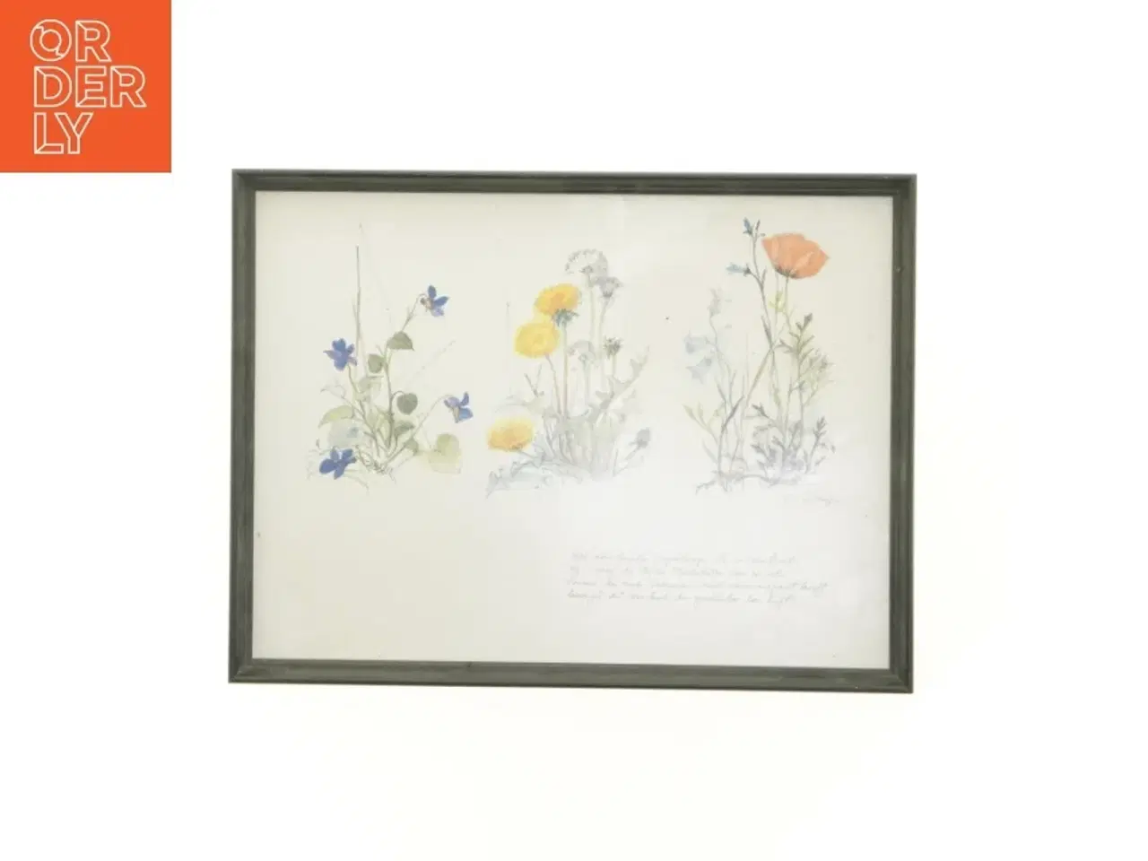 Billede 1 - Indrammet botanisk plakat (str. 40 x 30,5 cm)