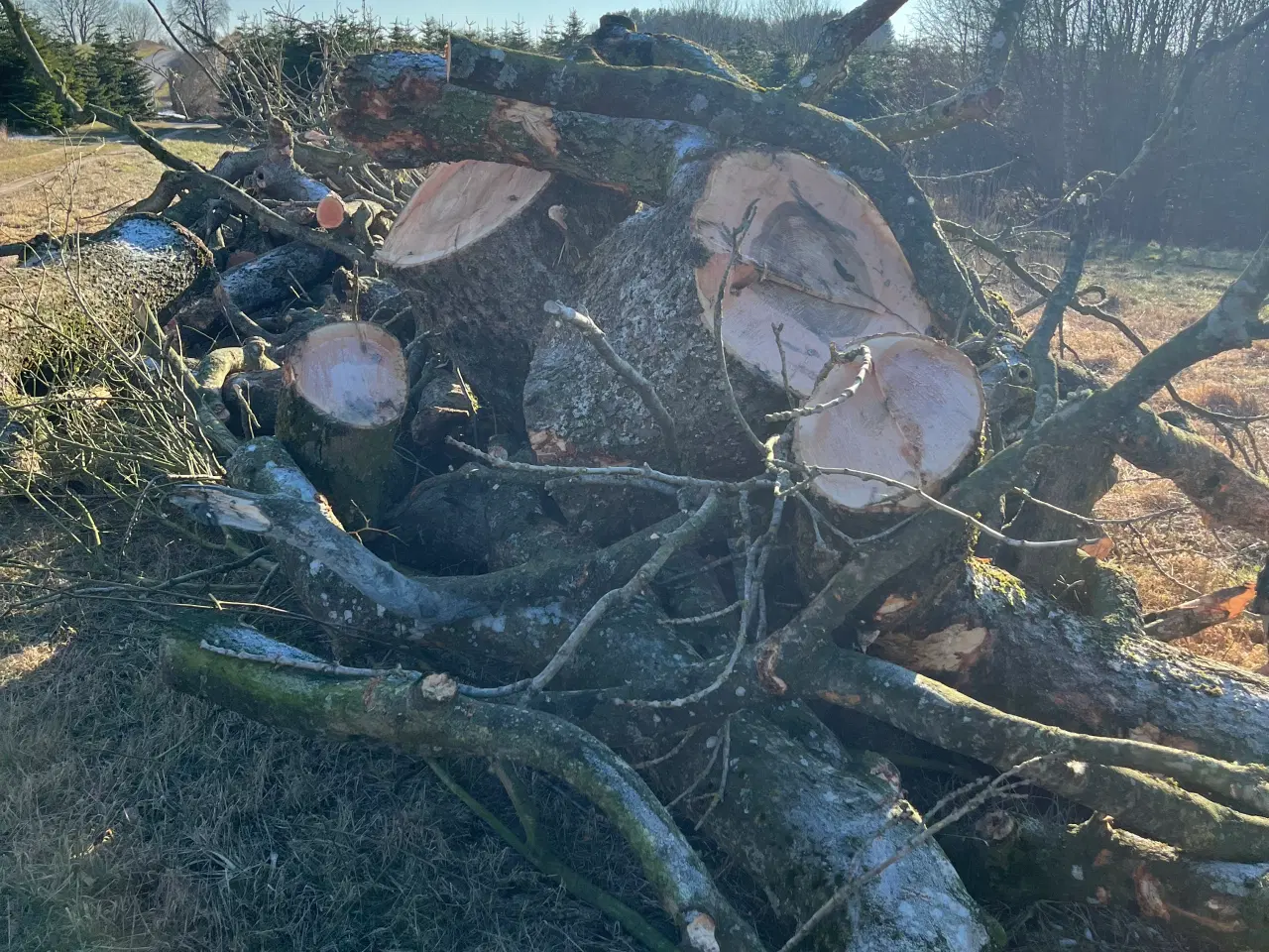 Billede 2 - Ny fældet Asketræ til Brænde, ca. 20 m2