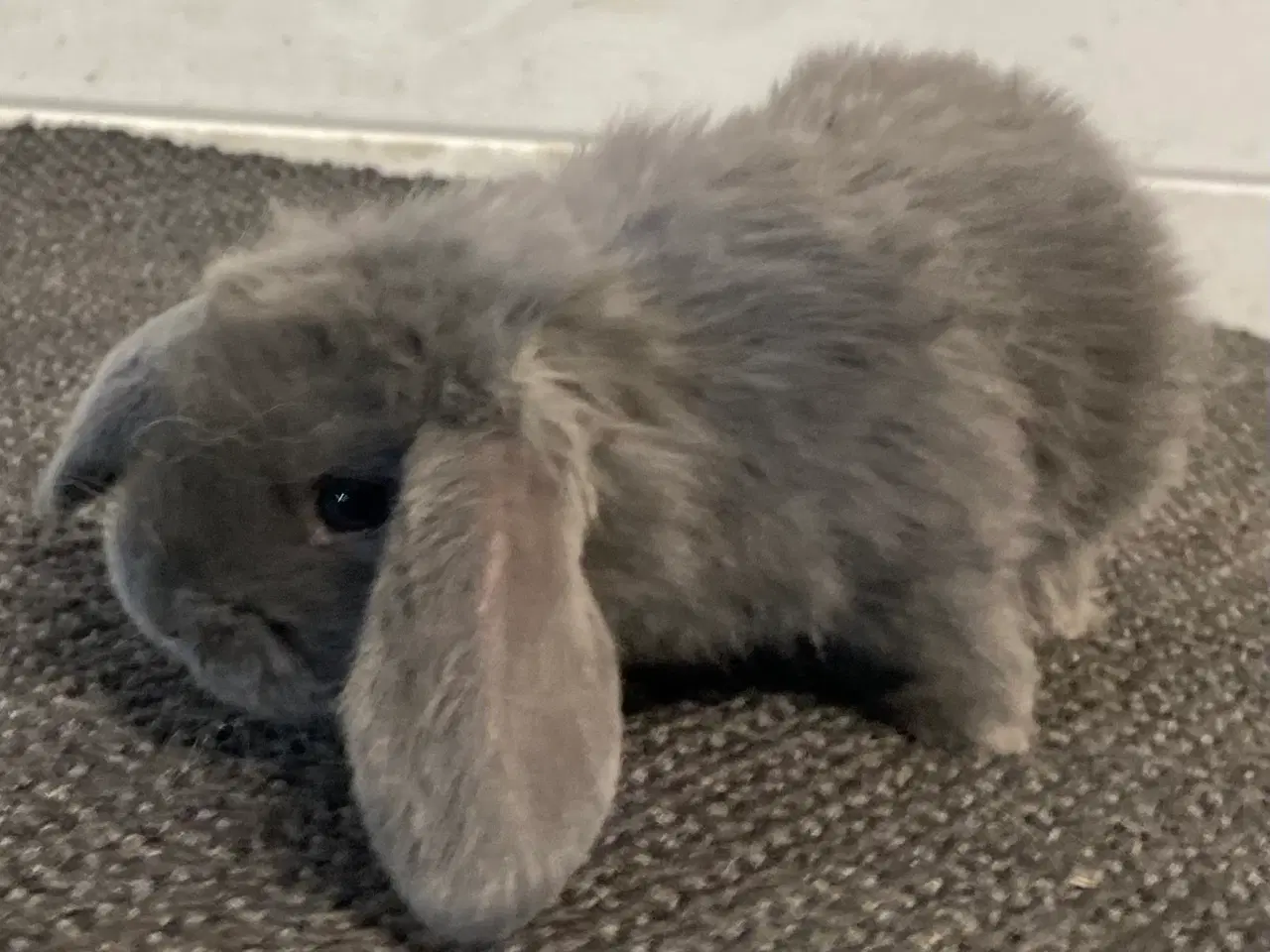 Billede 4 - FRANSK VÆDDER HUN BLÅ