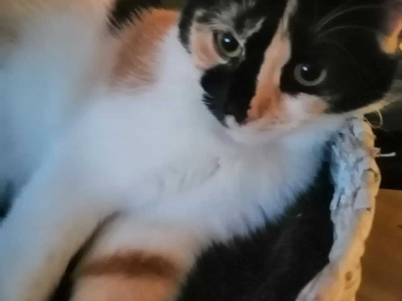 Billede 1 - Maincoon blandings kat Tricolor 