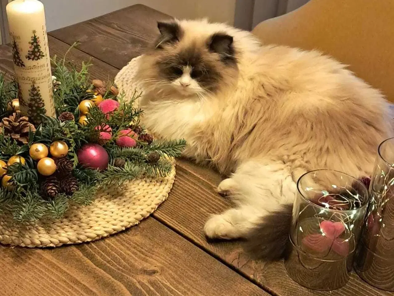 Billede 1 - Ragdoll kattekillinger