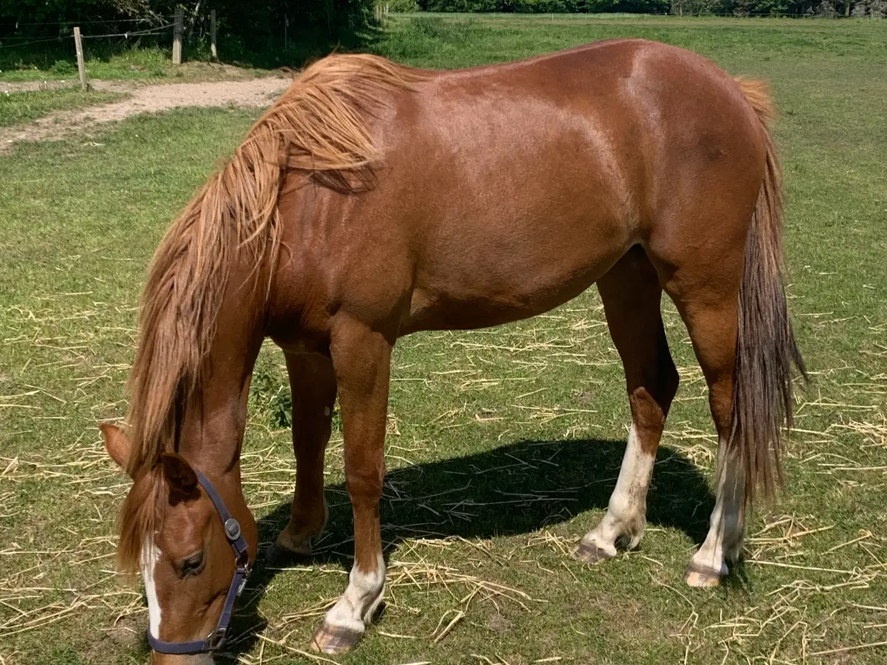 Billede 1 - 3års Hoppe