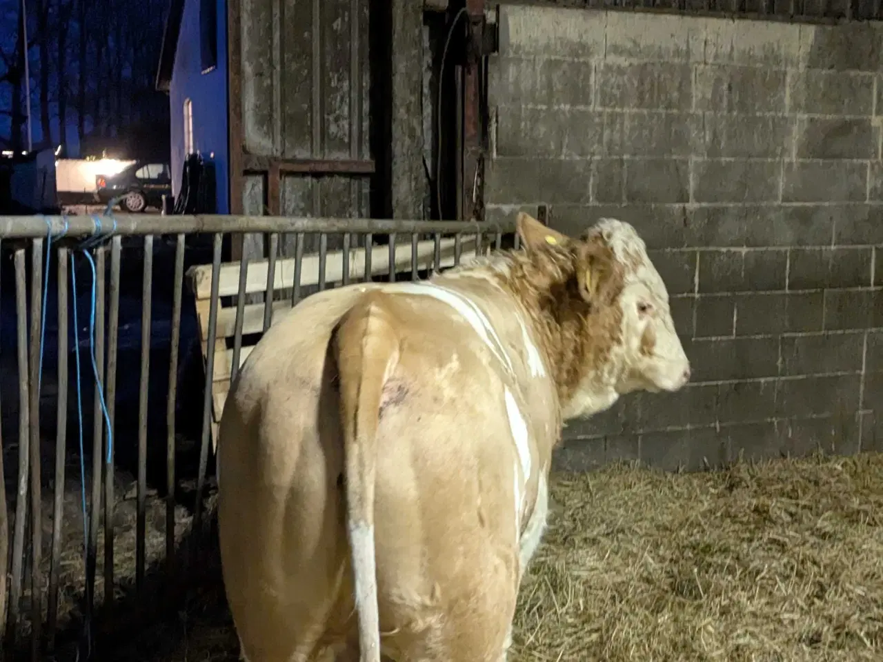 Billede 1 - Tyrekalv