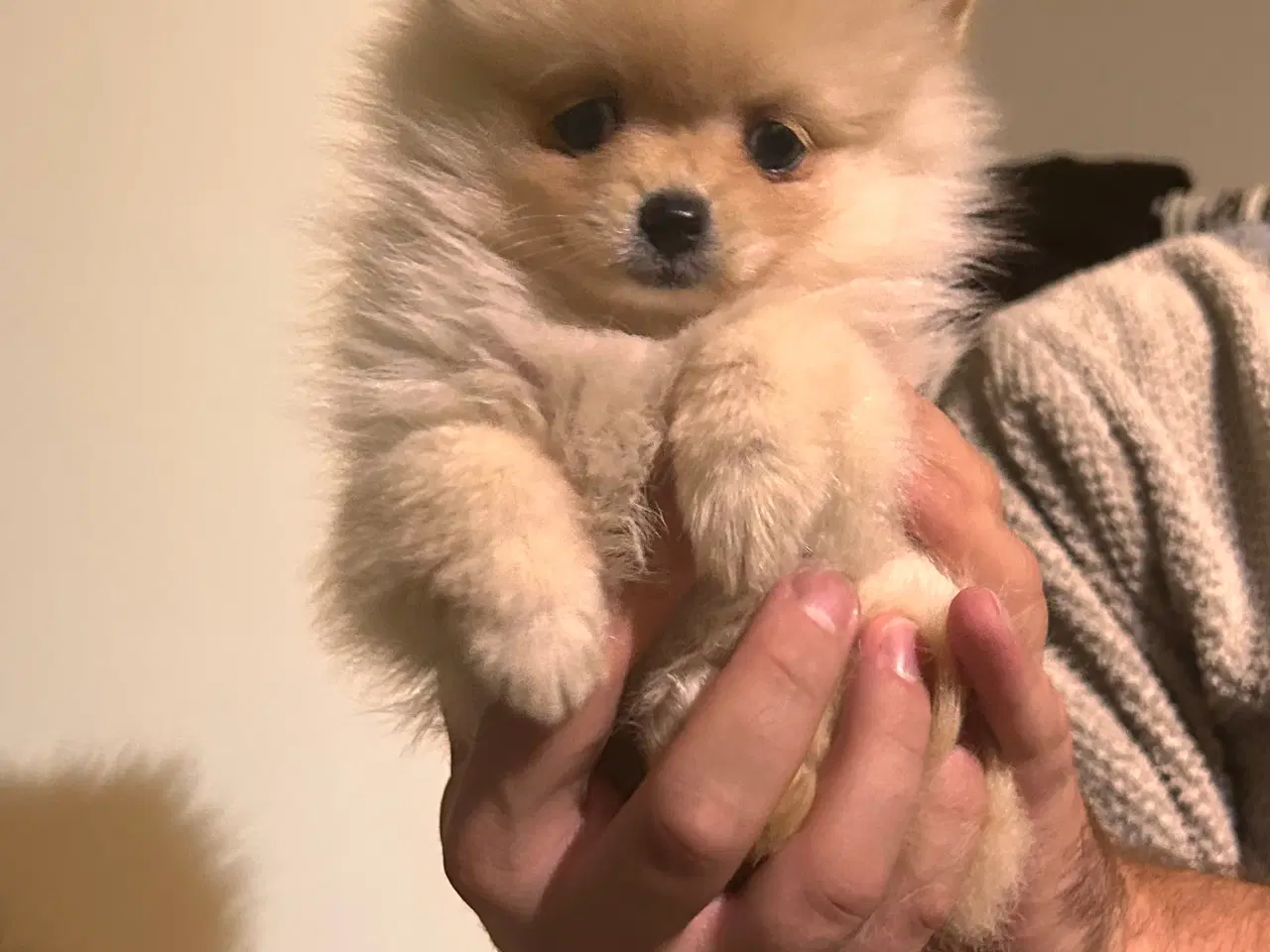 Billede 5 - Pomeranian hvalpe