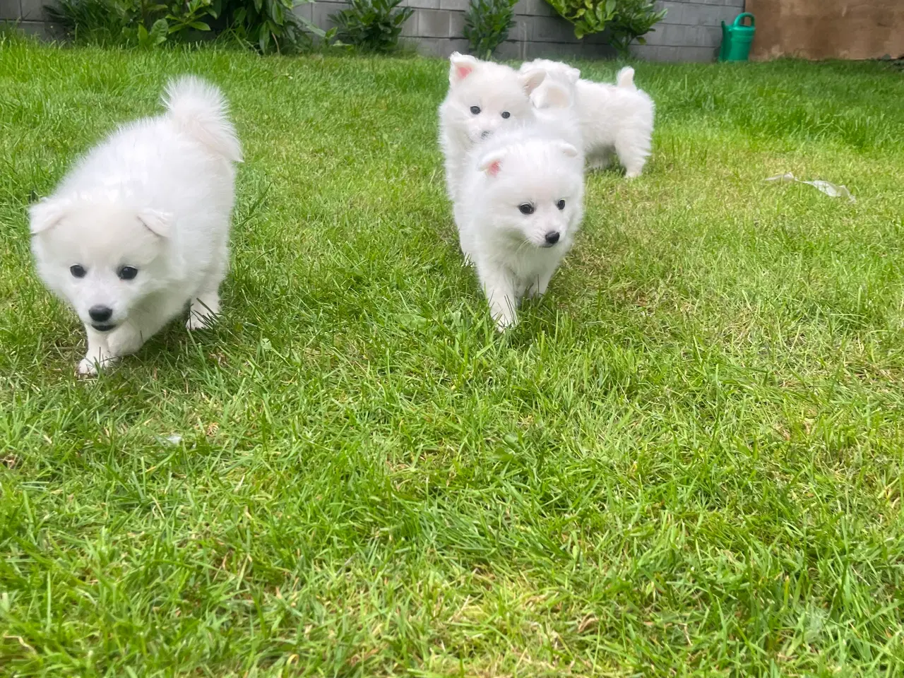 Billede 11 - Hunde hvalpe - Japansk spids