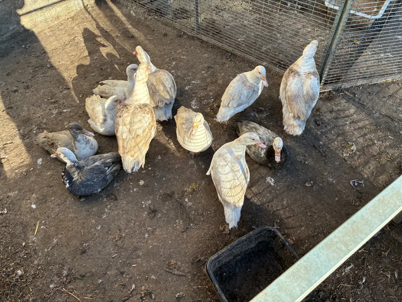 Billede 1 - Moskus ænder fra sommeren 2025