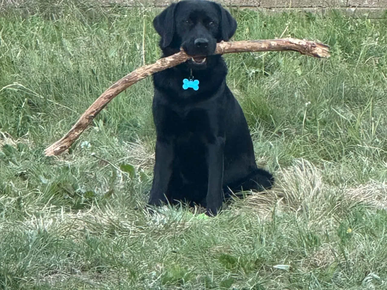 Billede 10 - Labrador han