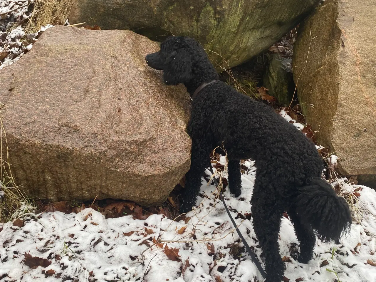 Billede 4 - Goldendoodle søger nye eventyr