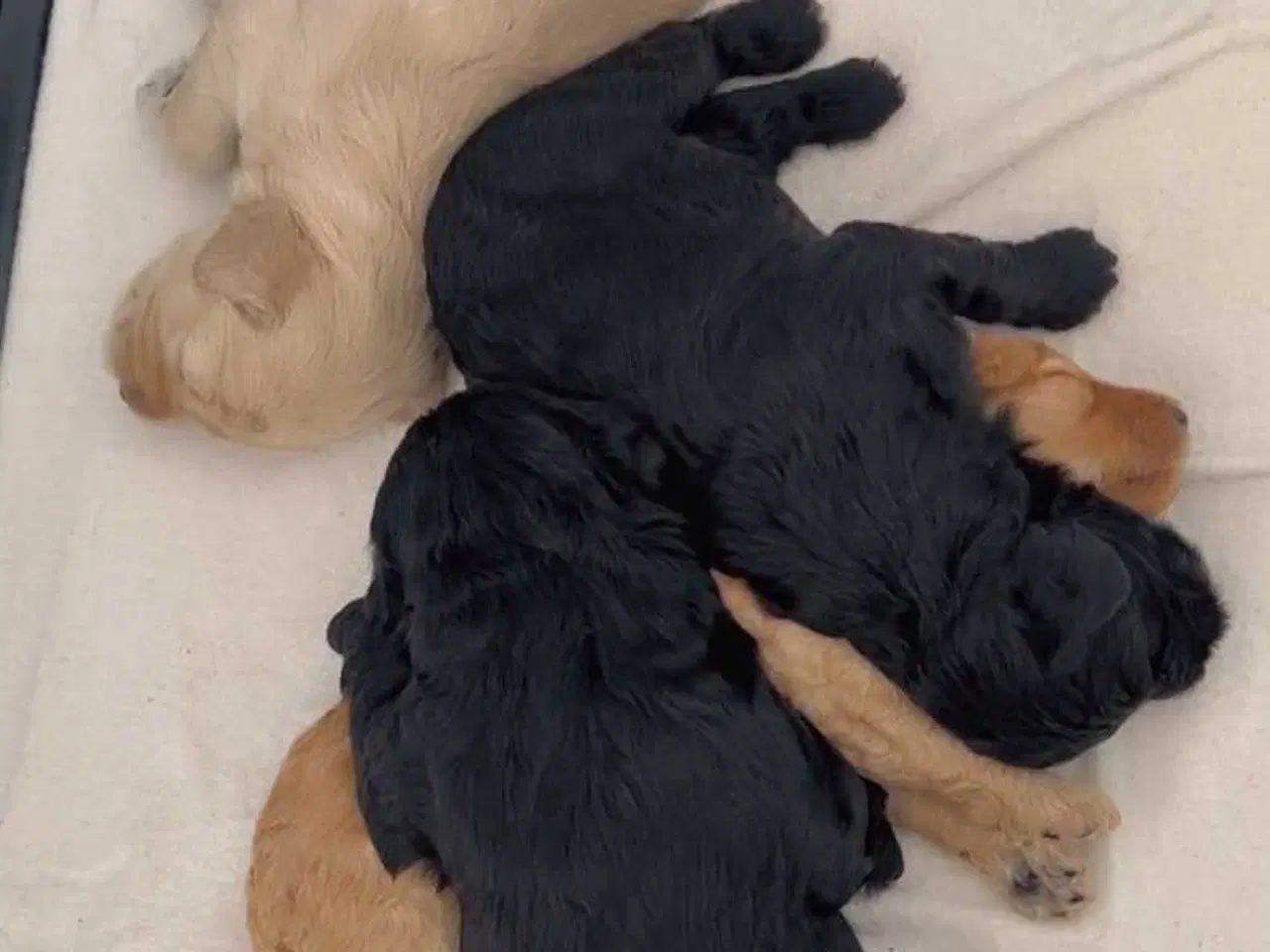 Billede 11 - Cavapoo f1b 