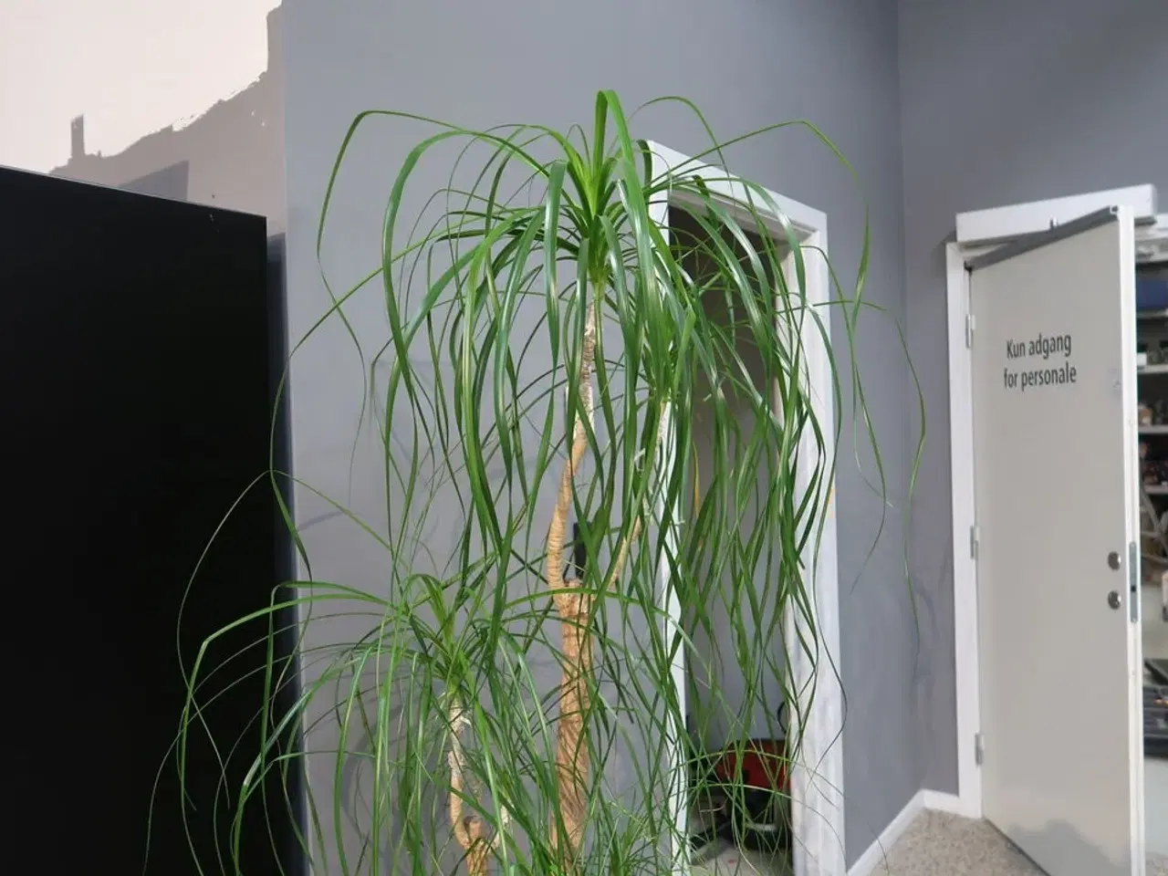 Billede 2 - Plante i vase