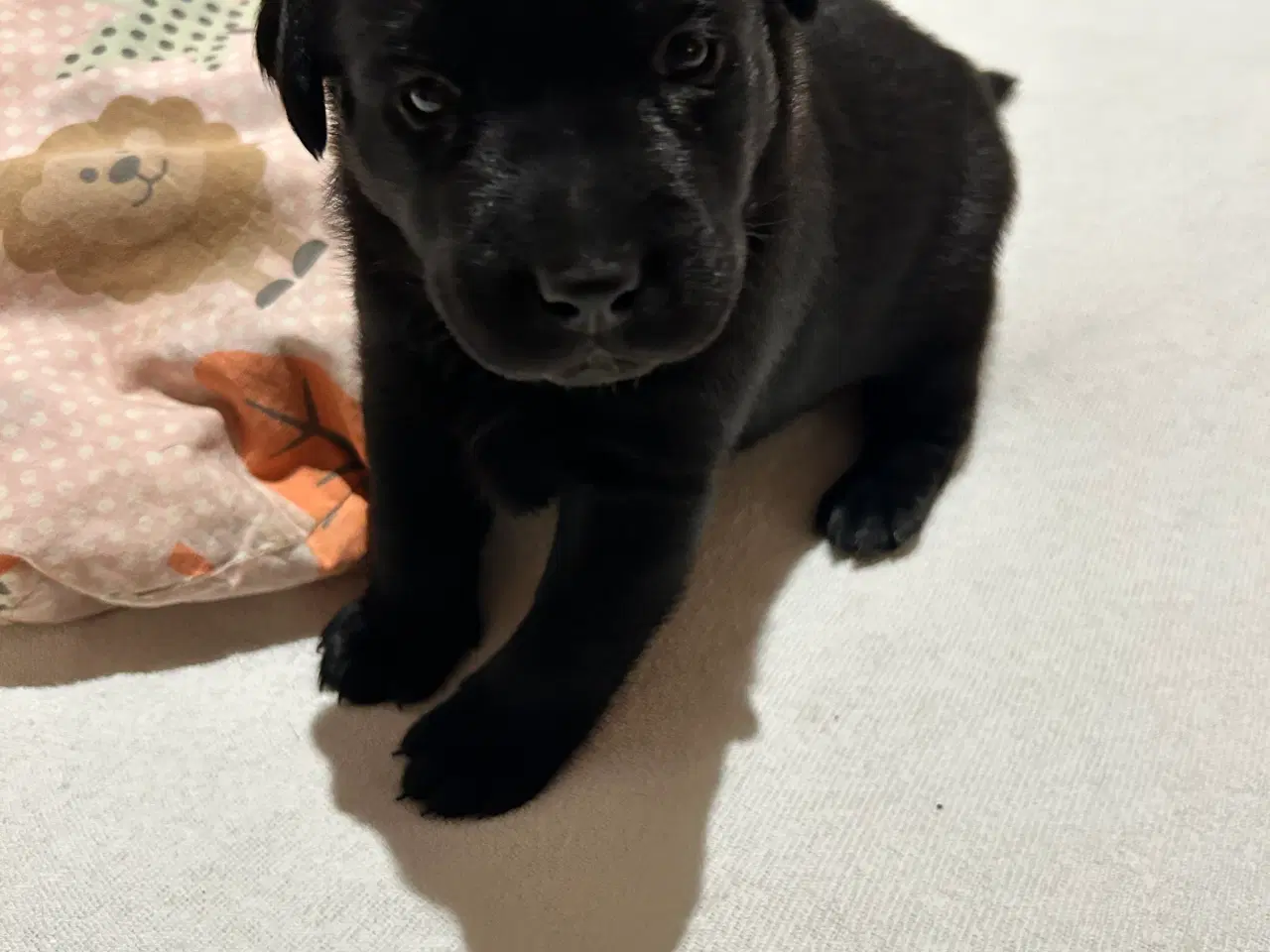 Billede 6 - 3 skønne han hunde 