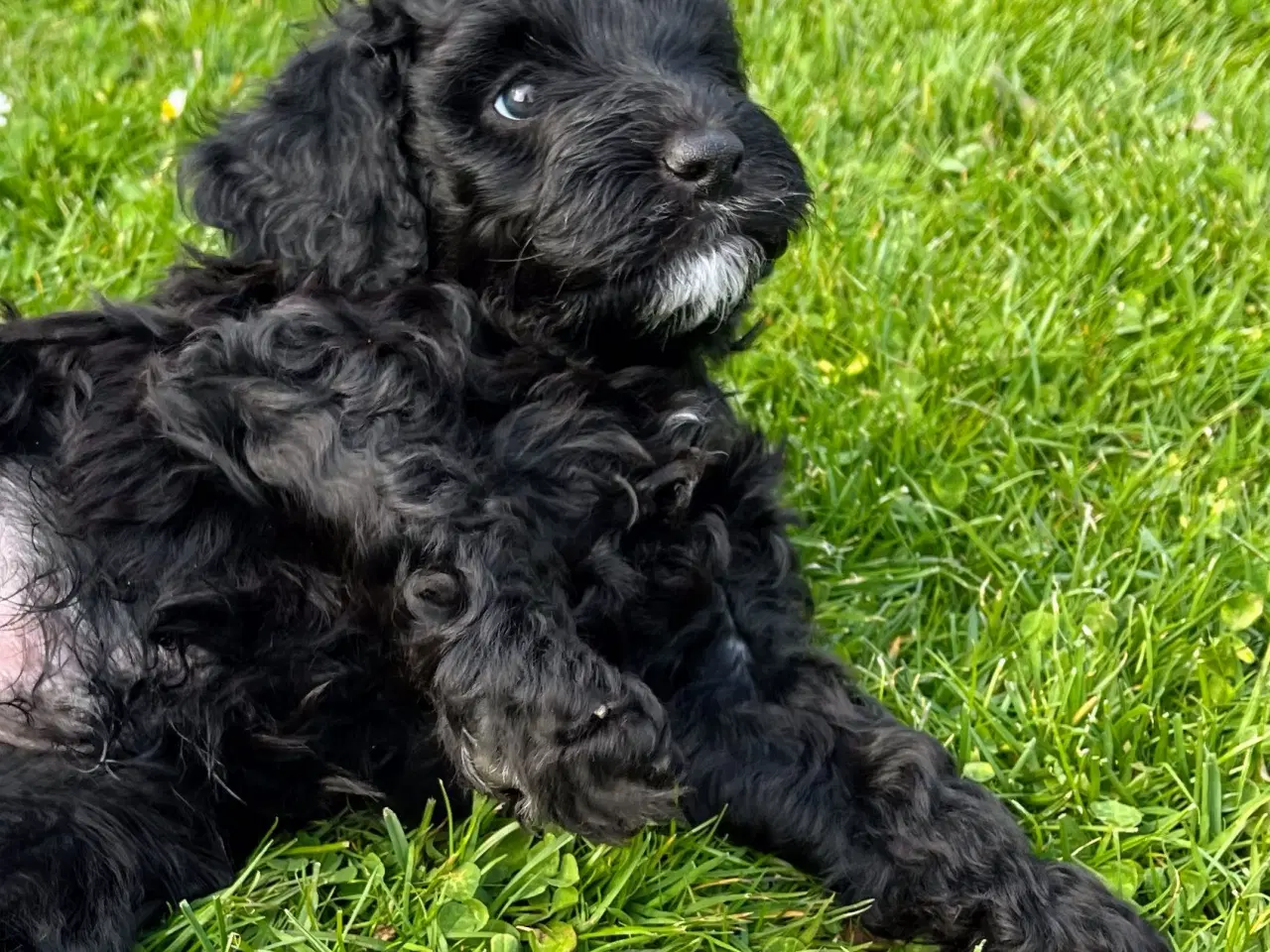 Billede 5 - Cockerpoo / cockapoo f1b