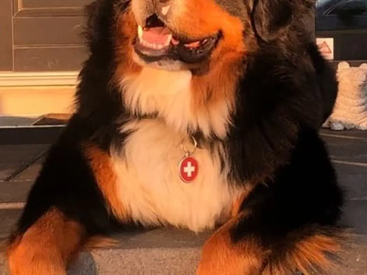 Billede 12 - Dejlige Berner Sennen bamser 