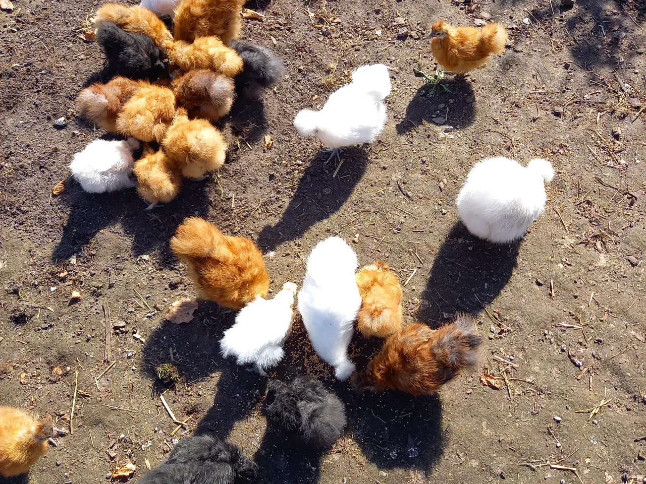 Billede 2 - Kyllinger fra dværg silkehøns