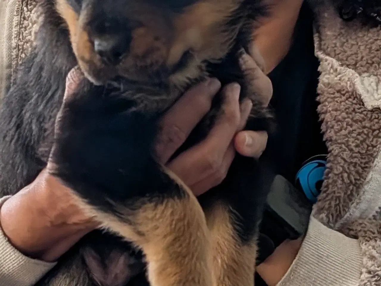 Billede 5 - Labweiler