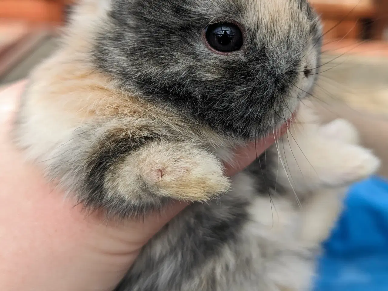 Billede 5 - Hermelin kaninunge sælges