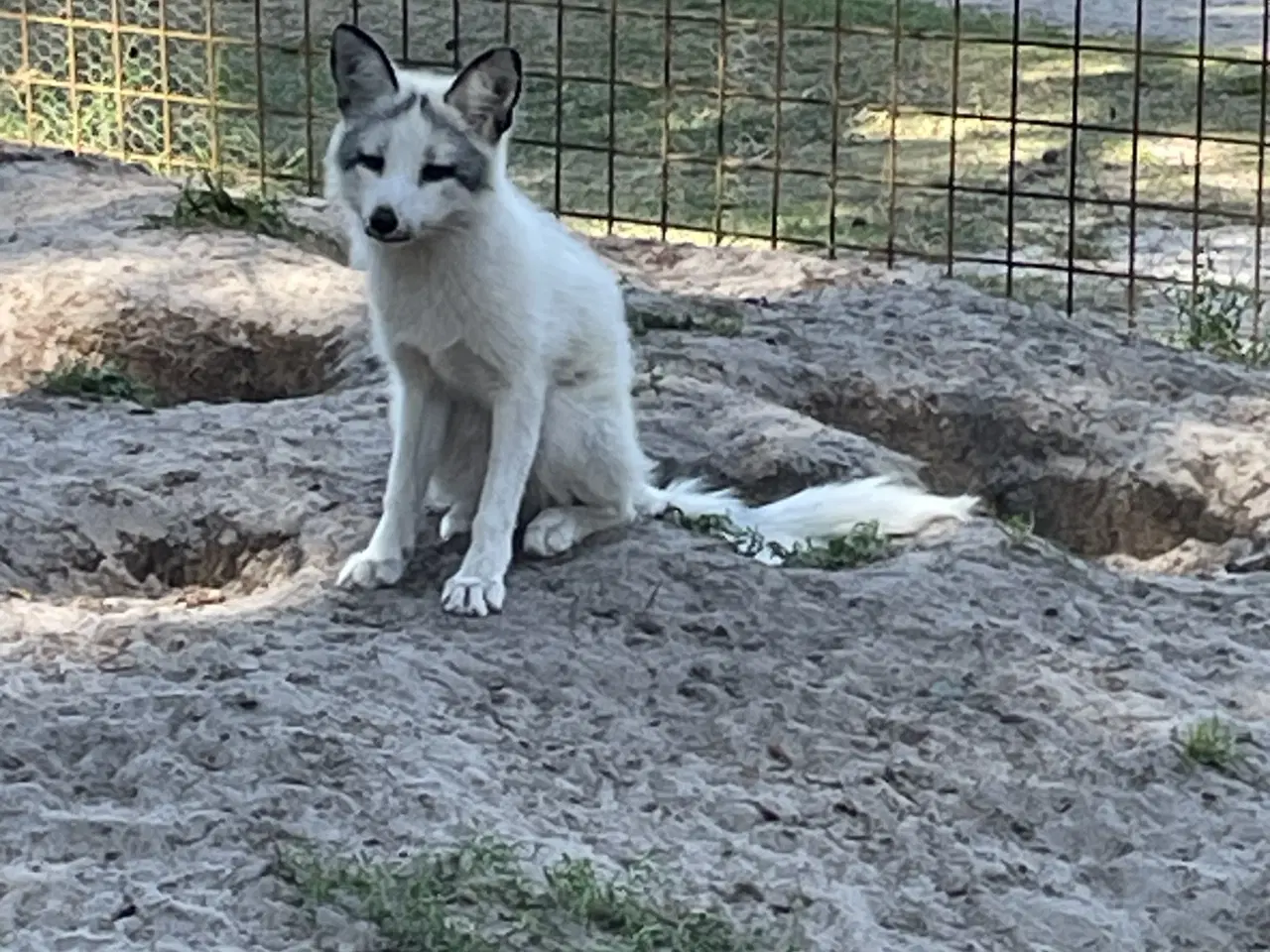 Billede 2 - Smukkeste ræve tæve sælges 