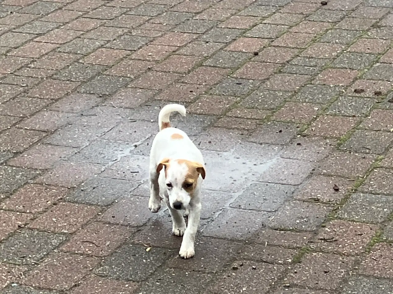 Billede 4 - Dansk Svensk Gårdhund
