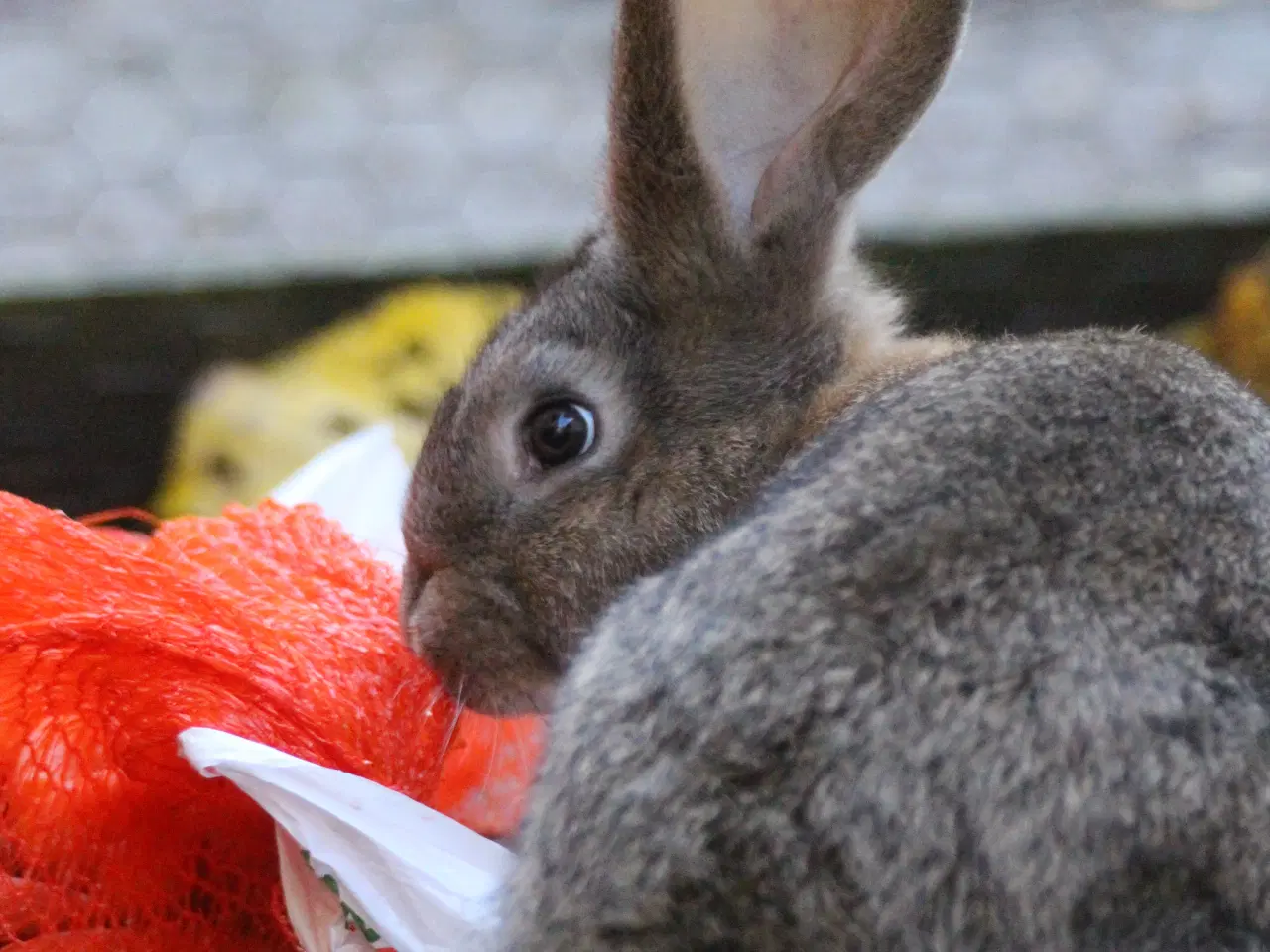 Billede 7 - Belgisk kæmpe kaninunger af ren race