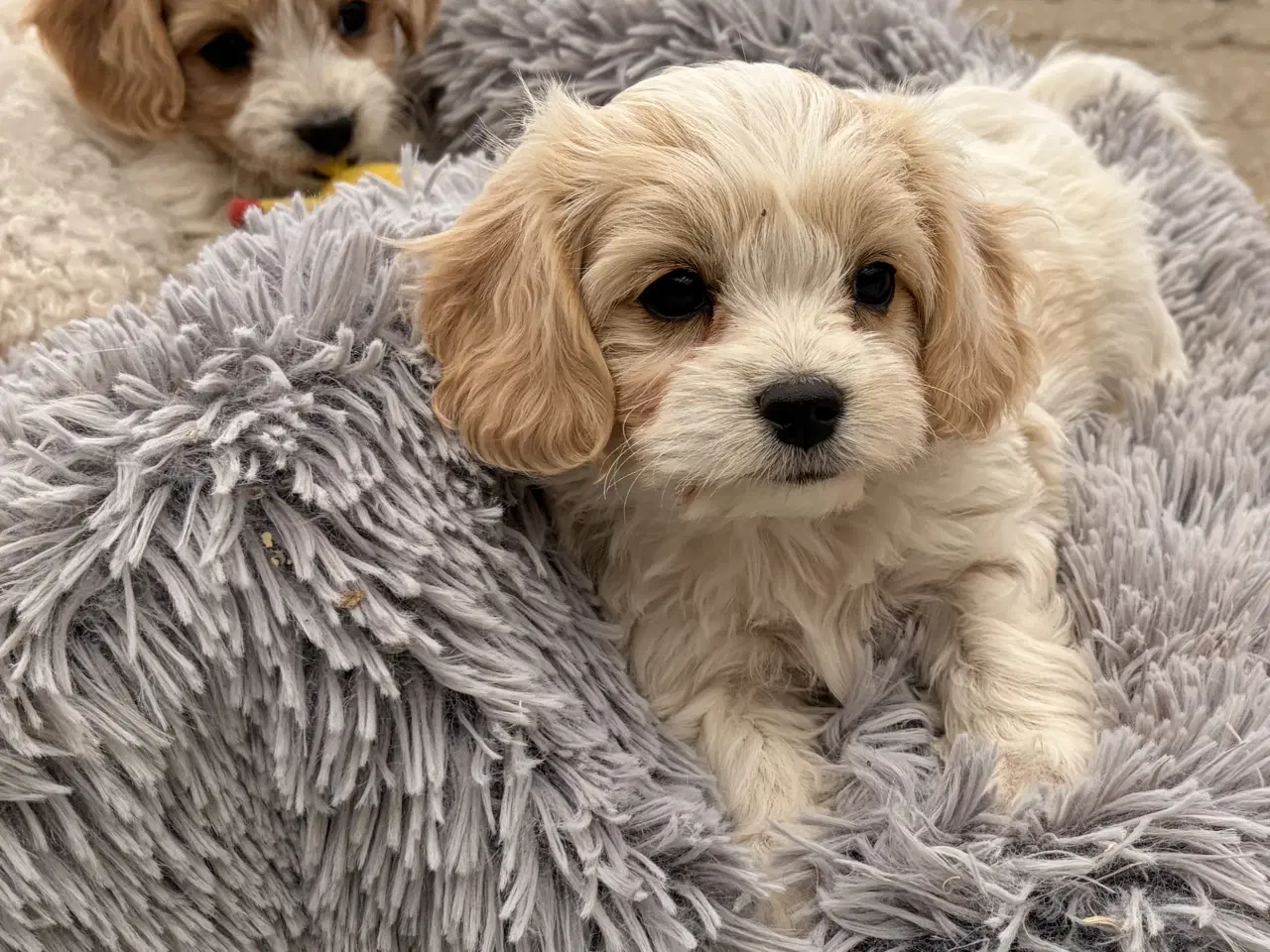 Billede 7 - De små dejligste Cavachon babyer nu!