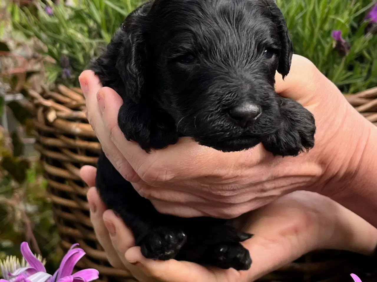 Billede 5 - Cockerpoo f1b