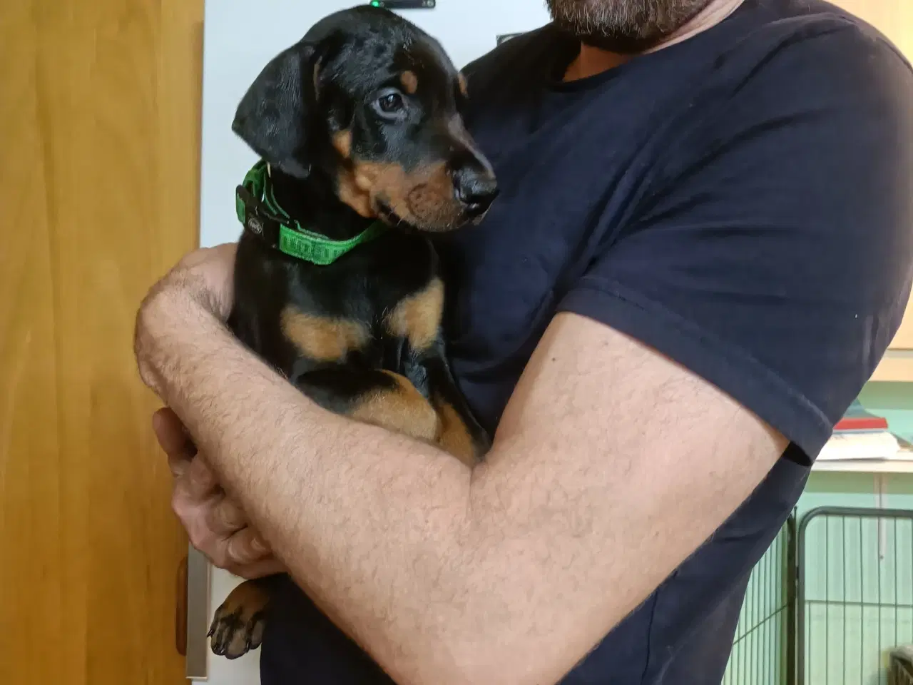 Billede 5 - Mild og kærlig Dobermann hvalp