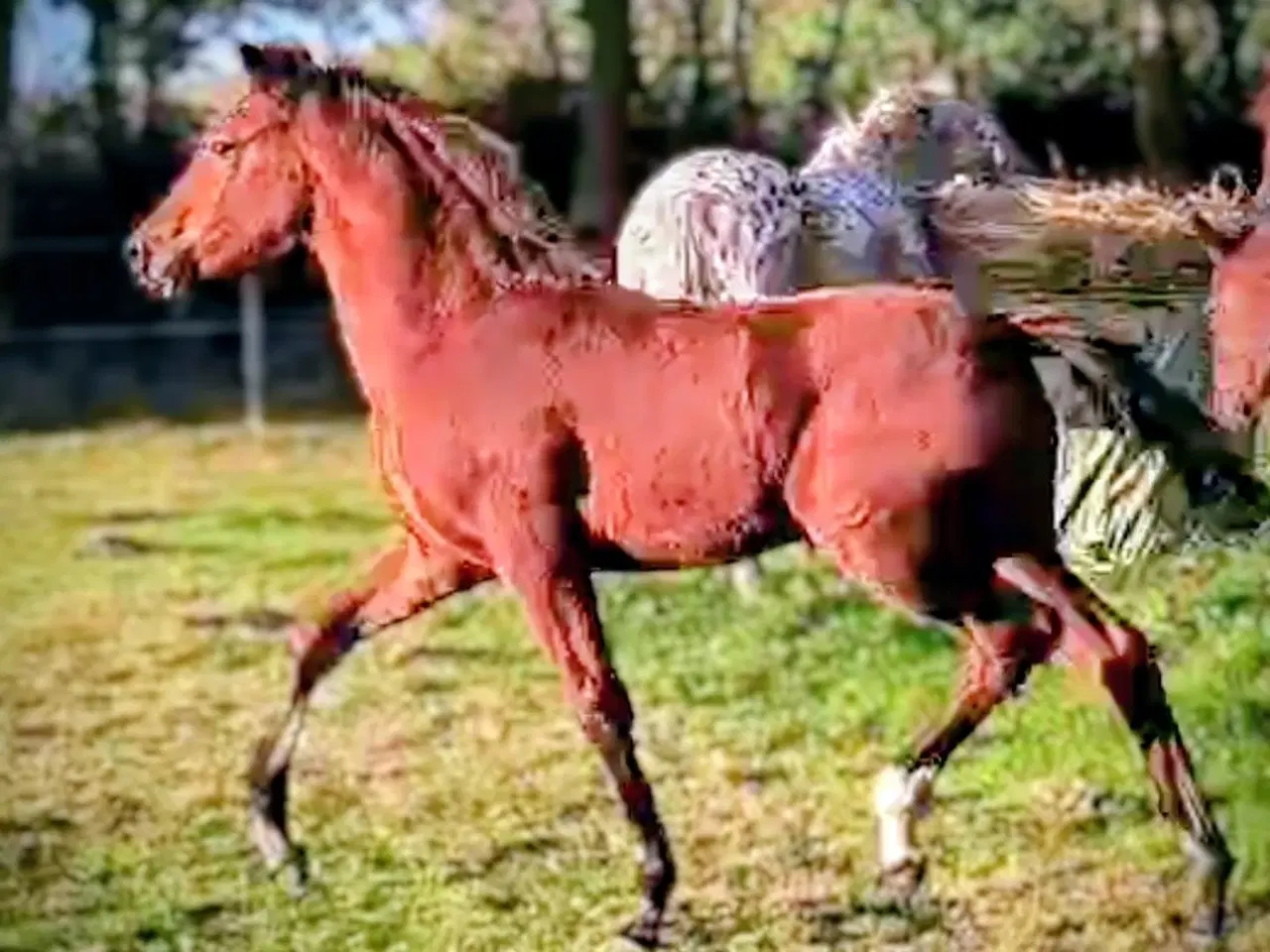 Billede 10 - Dsp hoppe føl 