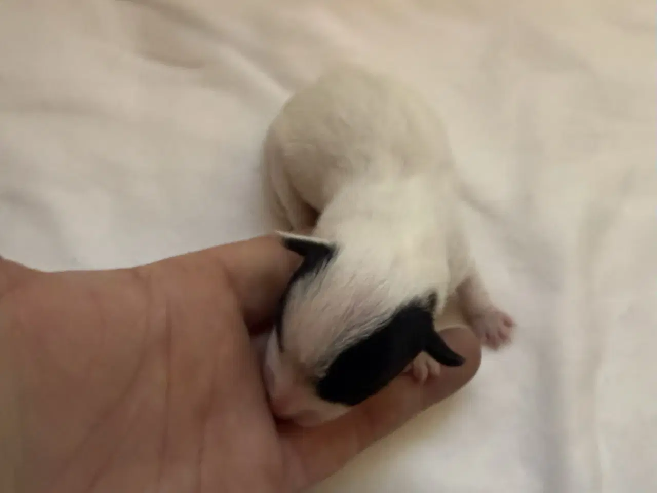 Billede 7 - Jack russel hvalpe 