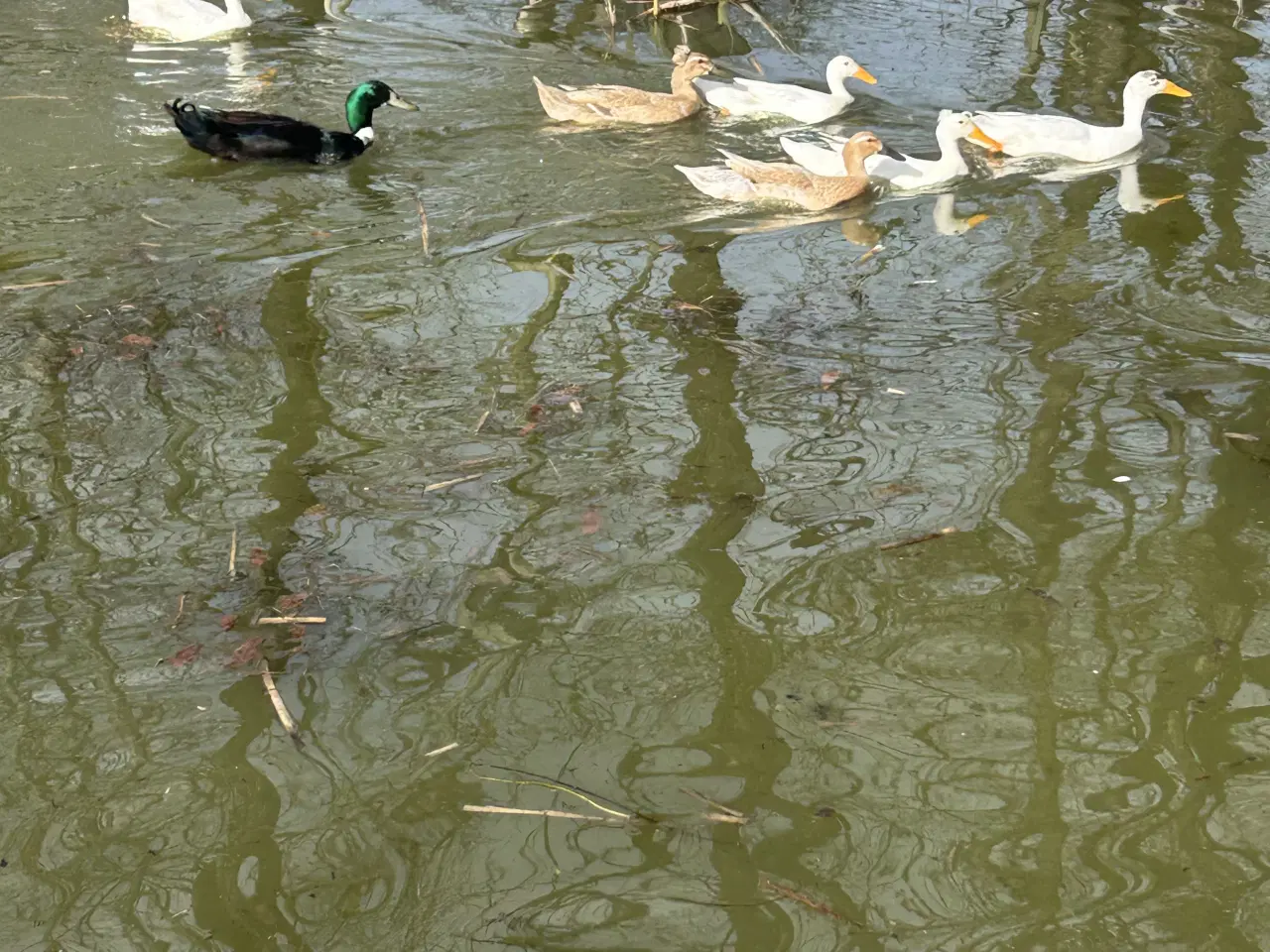 Billede 6 - Rugeæg fra løbeænder, kejserænder og blandings