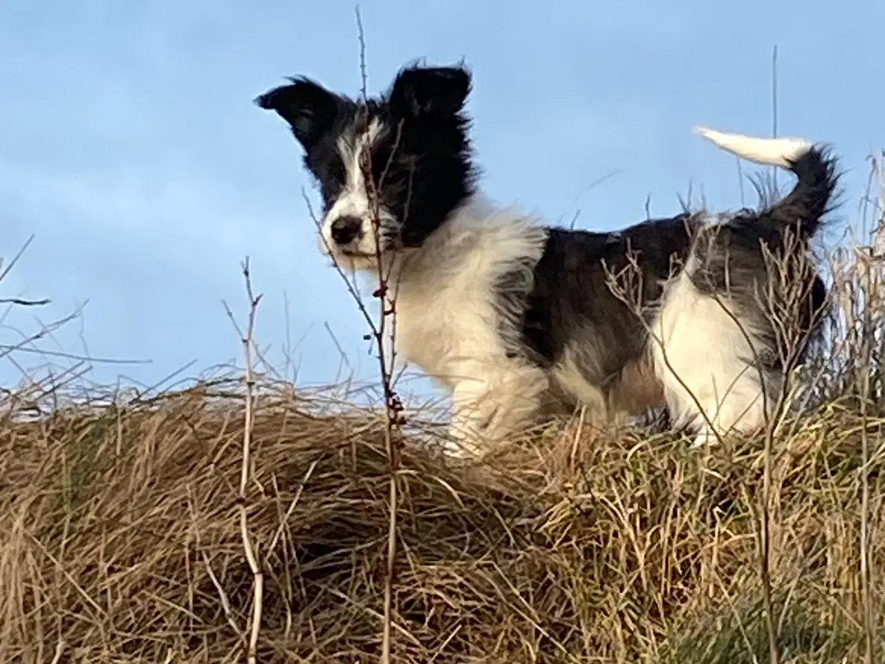 Billede 15 - Border collie / Coton de Tulear Så er vi Klar