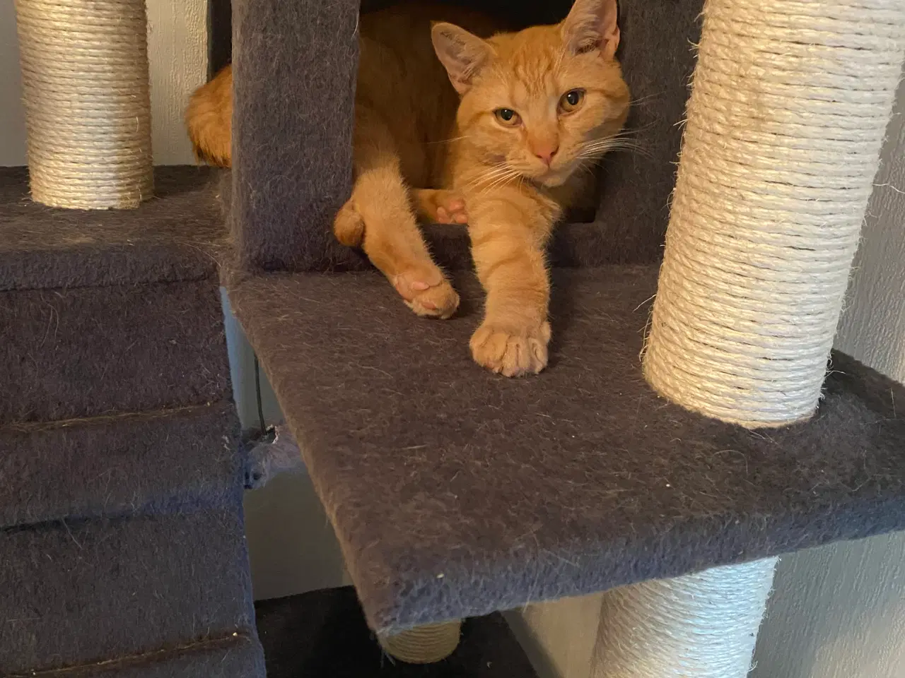 Billede 2 - British Shorthair killinger
