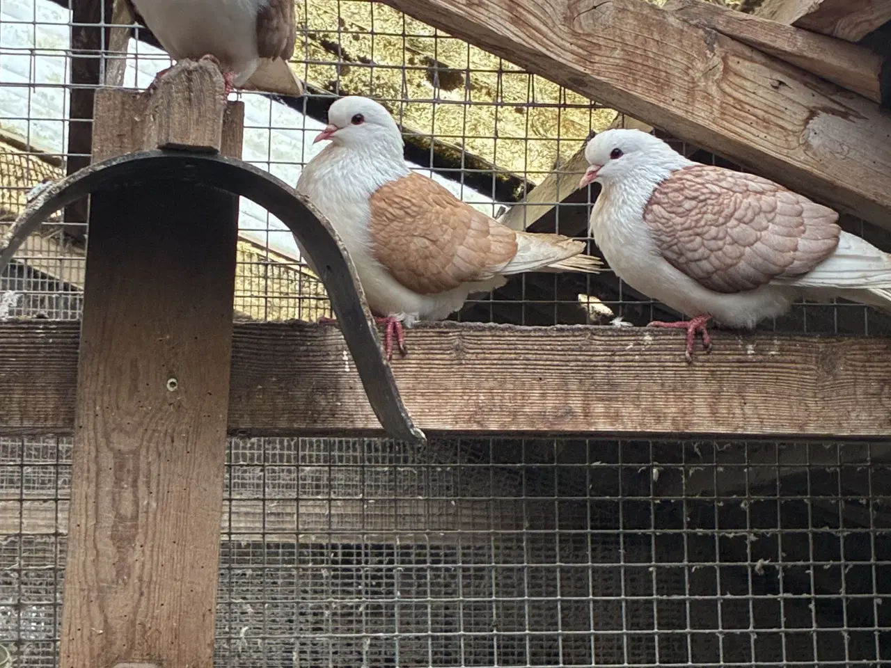 Billede 6 - Race due