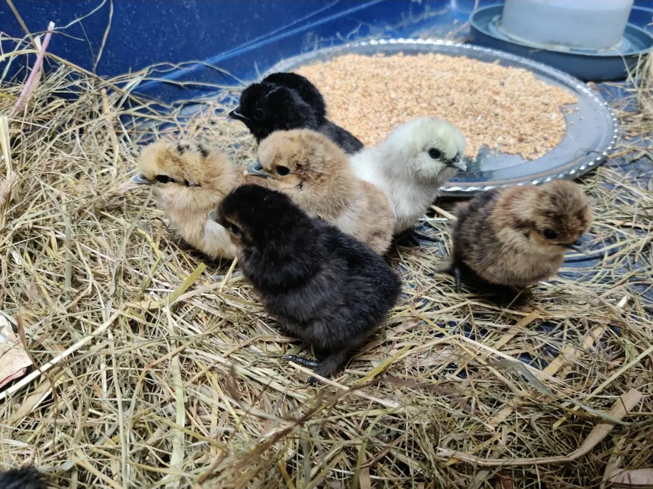 Billede 1 - Dværg silke/daggamle kyllinger 