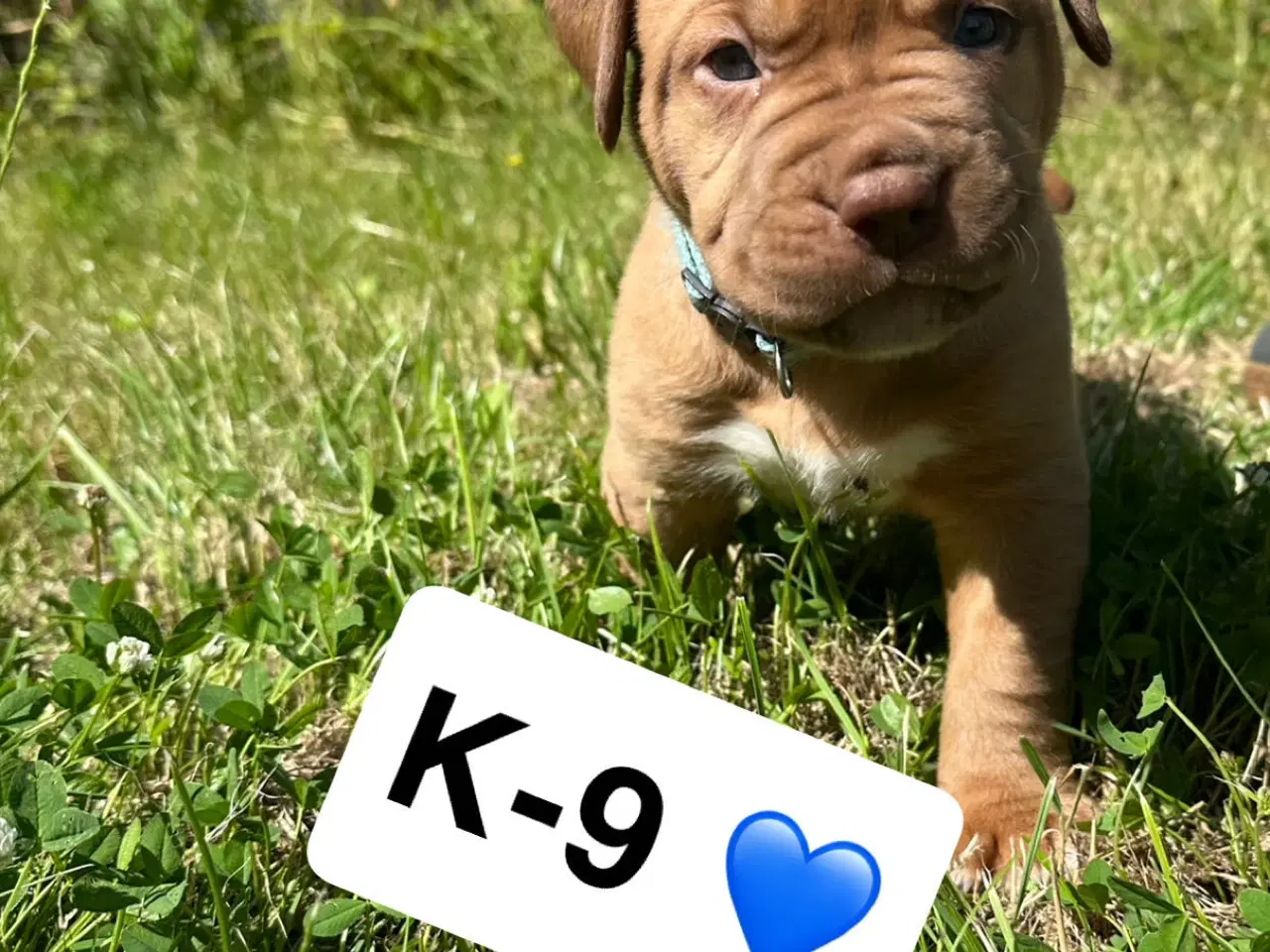 Billede 4 - Hvalpe Cane Corso/Douge de Bordeaux 