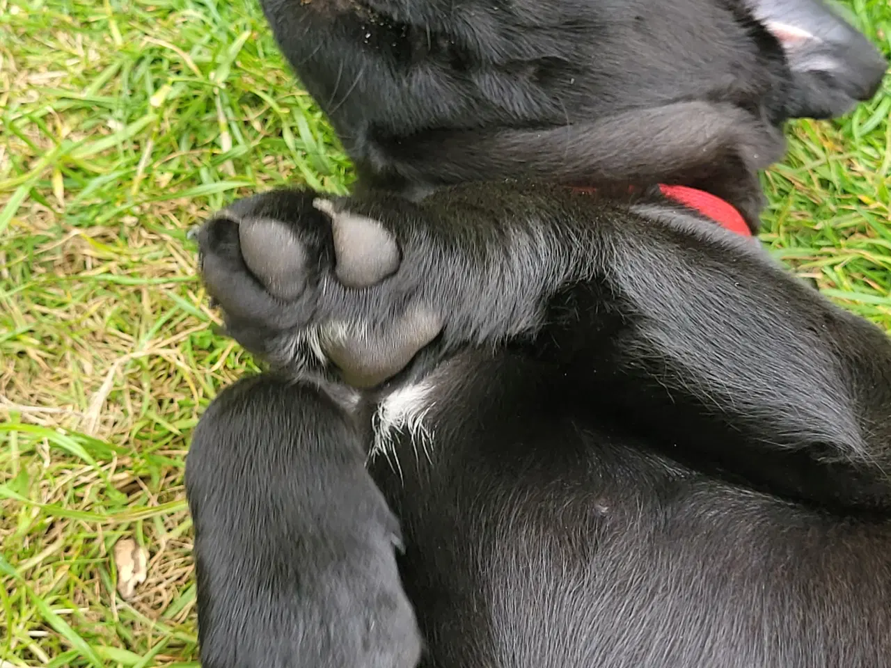 Billede 9 - Labrador formel 1 hunde hvalpe tæve 