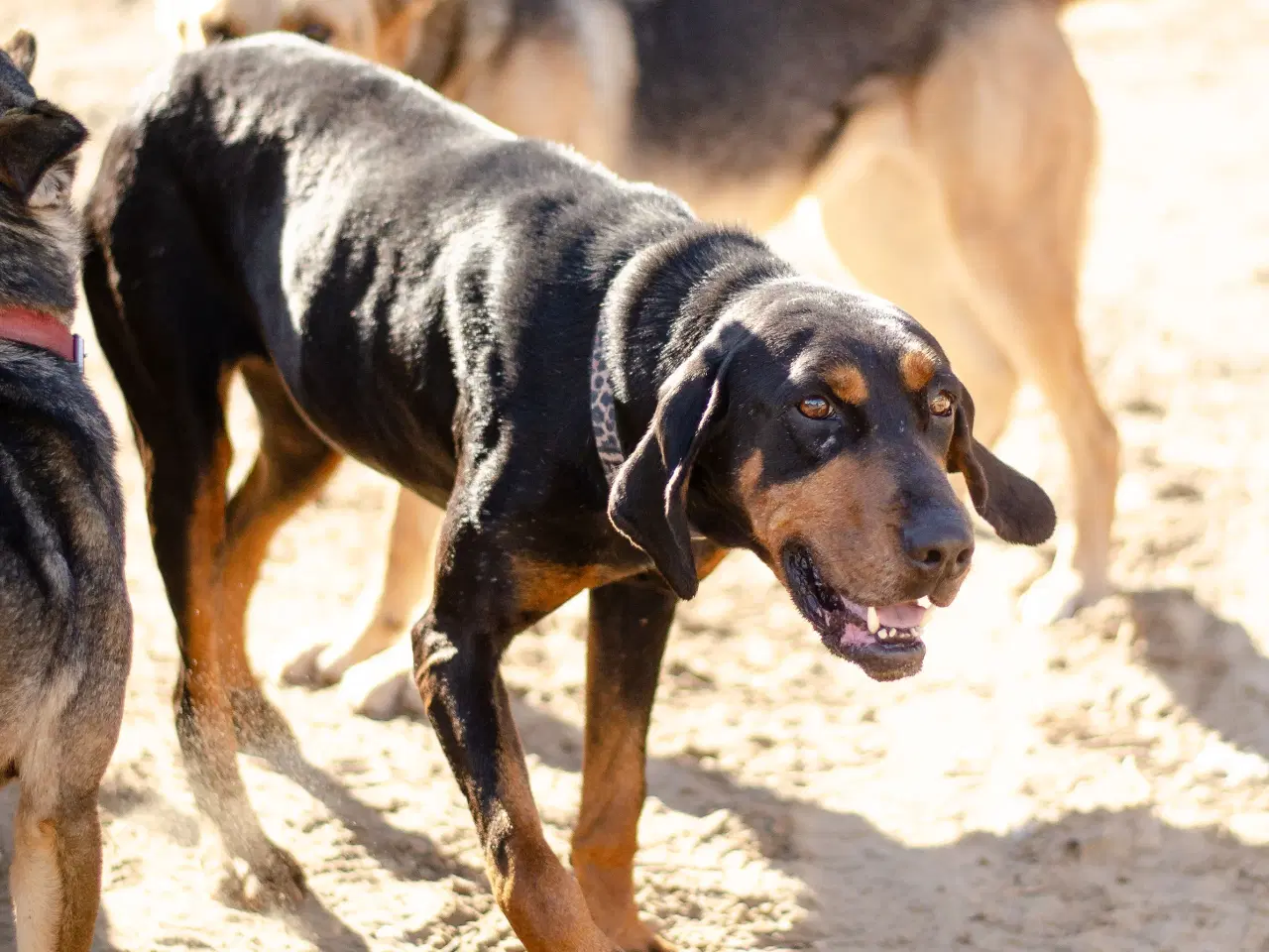 Billede 3 - Smukke Ripley søger sit otium 🩷